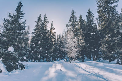 Pine trees on snow covered land against sky