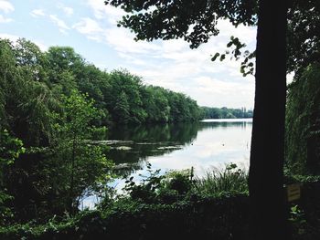 Reflection of trees in lake
