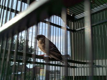 Low angle view of bird in cage