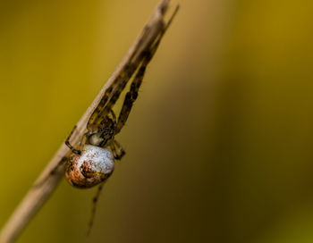 Close-up of insect on leaf