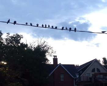 Low angle view of birds flying in sky