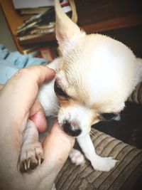 Close-up of hand holding dog