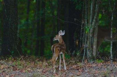 Deer standing in forest