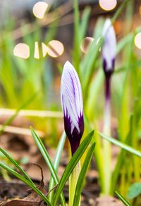 Close-up of purple crocus flower