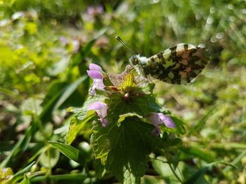 Close-up of insect on flower