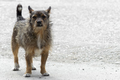 Portrait of dog standing on land