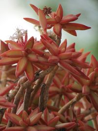 Close-up of flowers