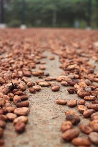 Surface level of pebbles