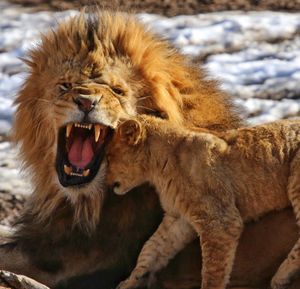 Close-up of lion and cub playing on field