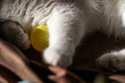 pet