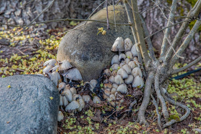 View of bird on rock