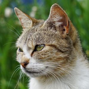 Close-up of a cat looking away