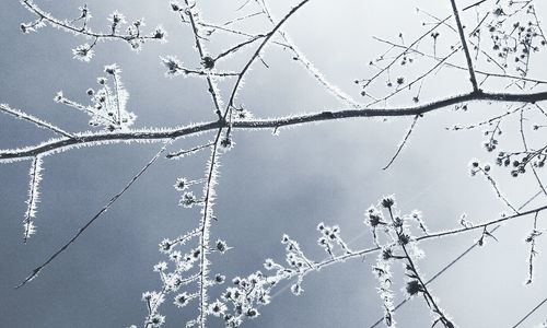 Low angle view of bare branches against sky