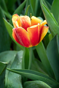 Close-up of red flower