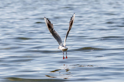 Bird flying over lake