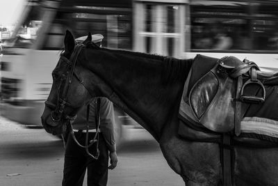 Side view of horse in city