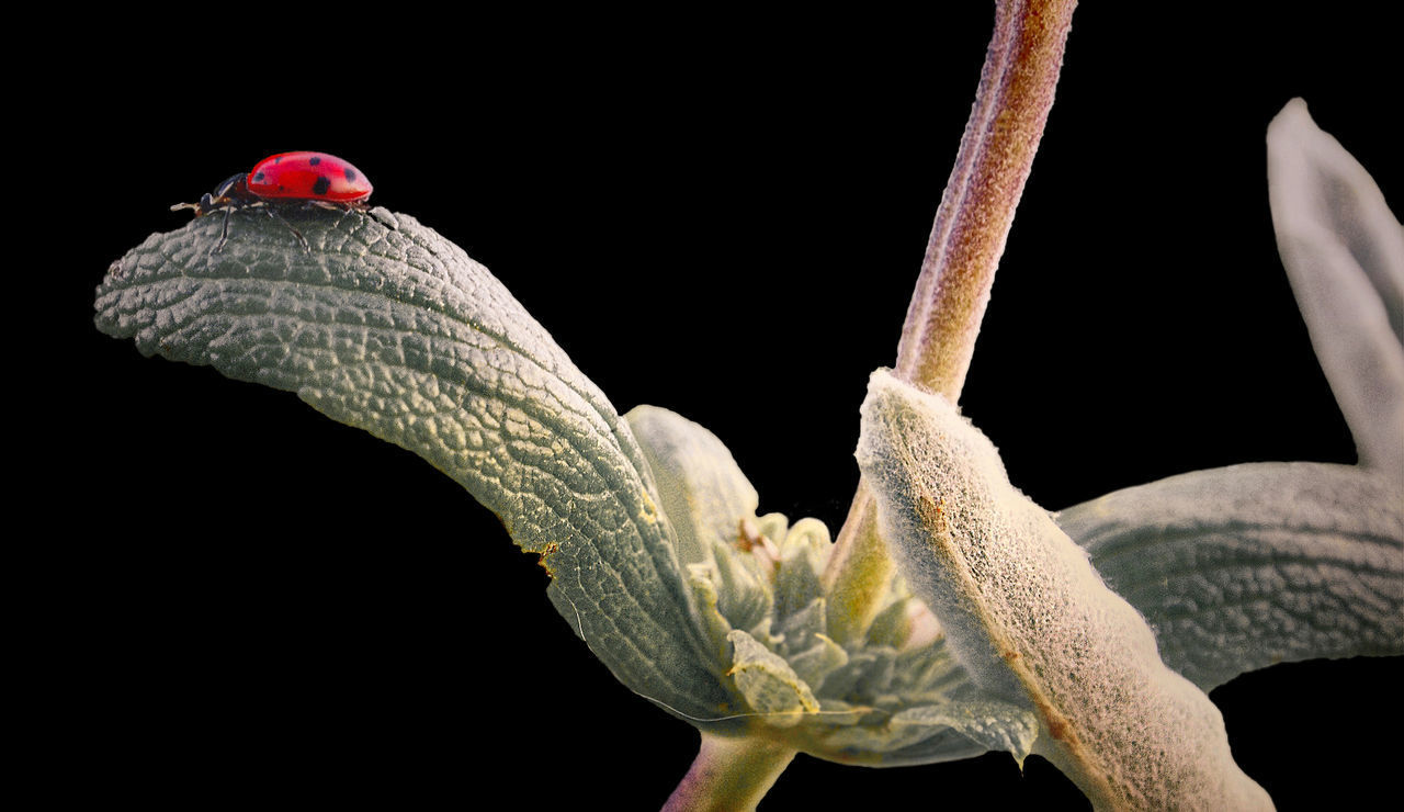 CLOSE-UP OF WHITE FLOWER AGAINST BLACK BACKGROUND