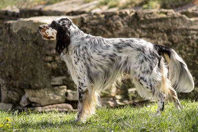 Close-up of a dog on field