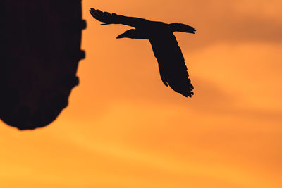 Low angle view of silhouette bird flying in sky