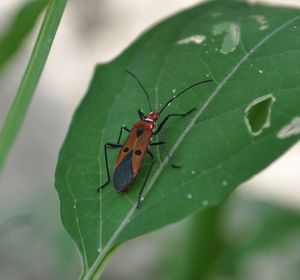 Close-up of insect on leaf