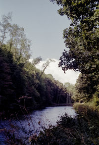 Trees in forest during winter
