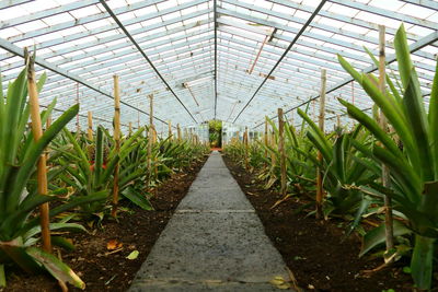 Pineapples growing in greenhouse