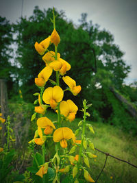 Close-up of yellow flowering plant on field