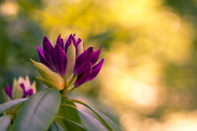 Close-up of purple flowers blooming outdoors