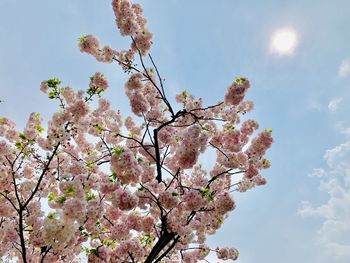 Low angle view of cherry blossoms against sky