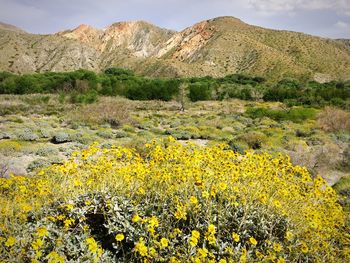 Yellow flowers growing in field