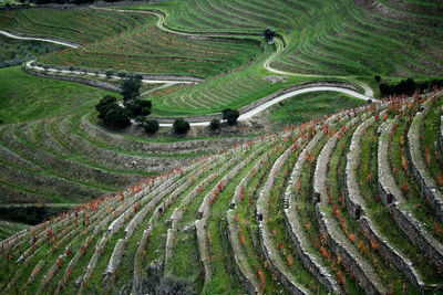 Scenic view of vineyard