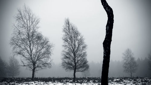 Low angle view of trees against clear sky