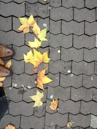 Fallen leaves on ground