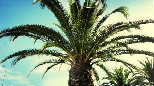 Low angle view of palm trees