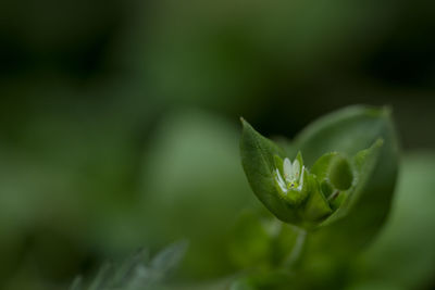 Small flowers of the weed, macro photo