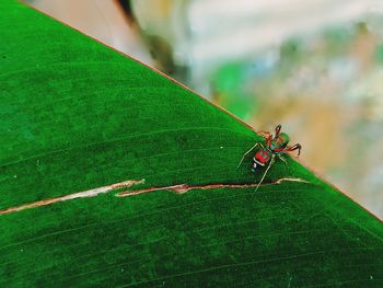 Close-up of insect on leaf