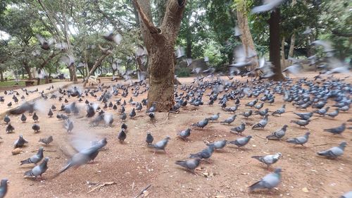 High angle view of pigeons perching on ground