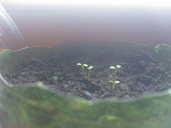 Close-up of plants