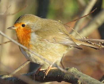 Close-up of bird perching on branch