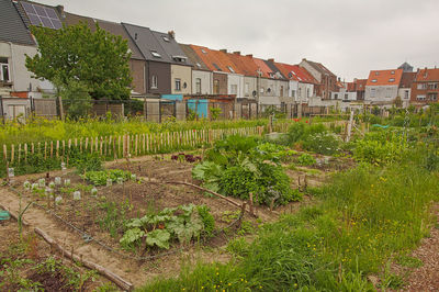 Plants growing on field by buildings against sky