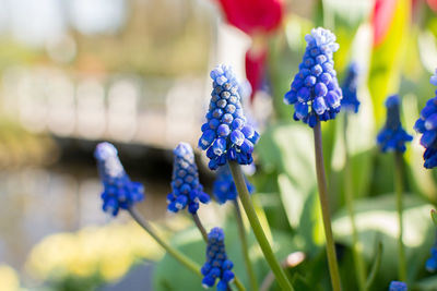 Close-up of purple flowers