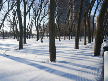 Trees on snow covered landscape