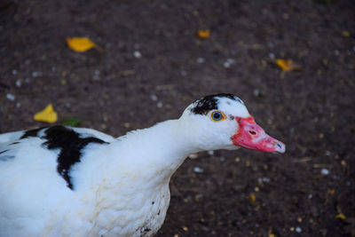 Close-up of a bird