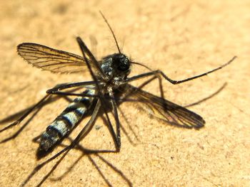 Close-up of insect
