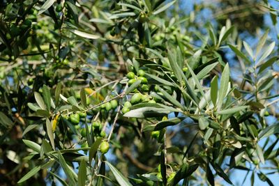 Close-up of fresh olive tree