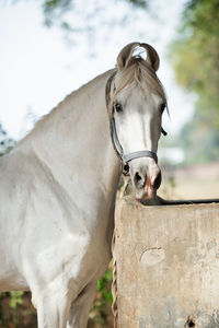 Portrait of horse in ranch