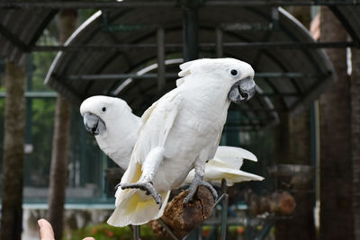 Close-up of parrot