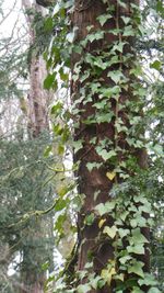 Low angle view of trees