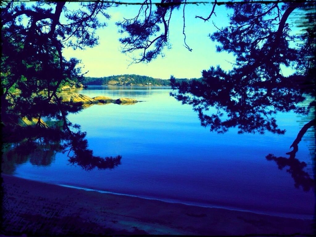 tree, water, tranquility, tranquil scene, scenics, lake, beauty in nature, reflection, nature, branch, clear sky, silhouette, sky, calm, idyllic, standing water, growth, river, blue, dusk