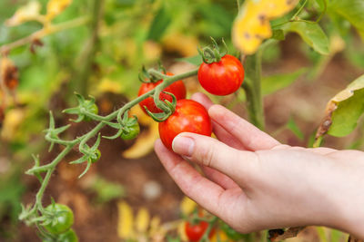 Cropped hand of woman holding tomato